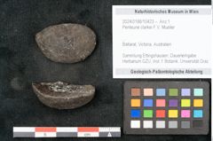 Foto (Objekt + Etikett) von Penteune clarkei F.V. Mueller (NHMW-GEO-2024-0188-10423)